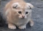 Scottish Fold and Straight - Scottish Fold Kitten For Sale - Bellingham&comma; WA&comma; US