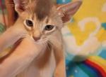 Blue Boy Indigo - Abyssinian Kitten For Sale - 