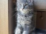 Max - Maine Coon Kitten For Sale - 