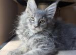 Varia - Maine Coon Kitten For Sale - Denver&comma; CO&comma; US