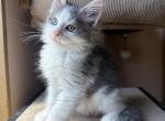 Loki - Maine Coon Kitten For Sale - Denver&comma; CO&comma; US