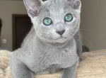 Charlie - Russian Blue Kitten For Adoption - Elk Grove&comma; CA&comma; US