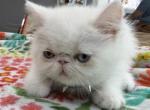 Exotic odd eye male - Exotic Kitten For Sale - Palm Coast&comma; FL&comma; US
