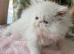 Solid white - Persian Kitten For Sale - Palm Coast&comma; FL&comma; US