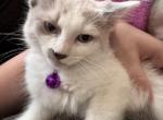 Purple - Siamese Kitten For Sale - Plainfield&comma; IN&comma; US