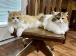 Scottish Straight Longhair - Scottish Straight Kitten For Sale - Topeka&comma; KS&comma; US