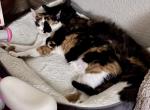 Sansa - Domestic Cat For Adoption - 