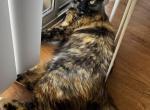 Arya - Domestic Cat For Adoption - Surprise&comma; AZ&comma; US