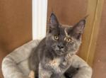Lily European Maine coon - Maine Coon Kitten For Sale - Wilmington&comma; DE&comma; US