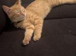Simba - Domestic Kitten For Adoption - Fort Myers&comma; FL&comma; US