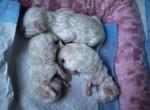 Milky Siamese Mix - Siamese Kitten For Sale - 