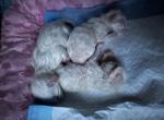 Milky White Siamese Mix - Siamese Kitten For Sale - Brooklyn&comma; NY&comma; US