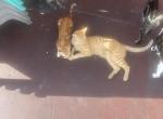 Kally - American Bobtail Kitten For Sale - Fort Lauderdale&comma; FL&comma; US