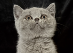 Squishy - British Shorthair Kitten For Sale - Providence&comma; RI&comma; US