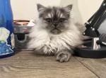 Daisy - Persian Kitten For Sale - 