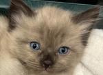 Mink ragdoll - Ragdoll Kitten For Sale - Scottsdale&comma; AZ&comma; US