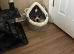 Milo - Siamese Kitten For Adoption - Belle Chasse&comma; LA&comma; US