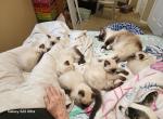 Luna's Litter - Ragdoll Kitten For Sale - Nampa&comma; ID&comma; US