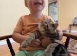 This is Doug a shorthaired male Persian - Persian Kitten For Sale - Saint Johnsbury&comma; VT&comma; US