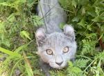 Solid Classic Blue Boy - Highlander Kitten For Sale - Bristol&comma; NH&comma; US