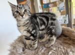 Polydactyl Male Desert Lynx - Highlander Kitten For Sale - Bristol&comma; NH&comma; US