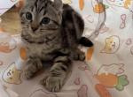 Male Jungle Classic - Highlander Kitten For Sale - Bristol&comma; NH&comma; US