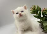 Scottish Straight Male Kitten - Scottish Straight Kitten For Sale - Orlando&comma; FL&comma; US