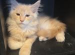 Pansy - Maine Coon Kitten For Sale - Oshkosh&comma; WI&comma; US