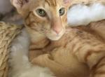 Uvar - Oriental Kitten For Sale - 