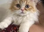 AJ - Persian Kitten For Sale - Richmond&comma; TX&comma; US