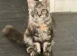 Eva - Maine Coon Kitten For Sale - Hollywood&comma; FL&comma; US