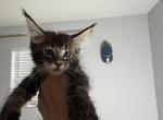 Fluffy - Maine Coon Kitten For Sale - Hollywood&comma; FL&comma; US