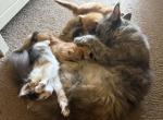 Various - Maine Coon Kitten For Sale - Vernon&comma; NJ&comma; US