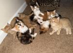 Various - Maine Coon Kitten For Sale - Vernon&comma; NJ&comma; US