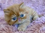Red tabby male Persian& Exotic lines - Persian Kitten For Sale - Sheridan&comma; MI&comma; US