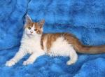 Phoebe - Maine Coon Kitten For Sale - Dresden&comma; OH&comma; US