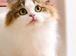 Ginger - Persian Kitten For Sale - P J S&comma; NY&comma; US