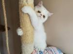 White exotic short haired - Exotic Kitten For Sale - Fort Loudon&comma; PA&comma; US