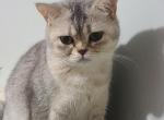 Selah - British Shorthair Cat For Sale - Elkton&comma; MD&comma; US