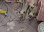 Purebred Siamese Kittens - Siamese Kitten For Sale - Charlotte&comma; NC&comma; US