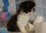 Puffin - Exotic Kitten For Sale - 