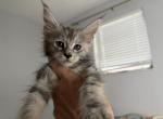 Fiona - Maine Coon Kitten For Sale - Hollywood&comma; FL&comma; US