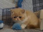 Courser - Exotic Kitten For Sale - 