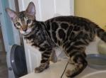 Zuko Brown Male - Bengal Kitten For Sale - Bradner&comma; OH&comma; US