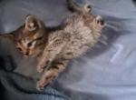 Leo - Domestic Kitten For Sale - Roseville&comma; MI&comma; US