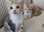 Baby cats - Domestic Kitten For Sale - Dale City&comma; VA&comma; US