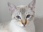 Sofia - Siamese Cat For Sale/Retired Breeding - Middletown&comma; DE&comma; US