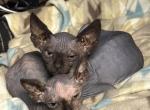 Little House Elves - Bambino Kitten For Sale - West Palm Beach&comma; FL&comma; US