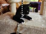 Toe Kitten - Domestic Kitten For Adoption - Scottsburg&comma; OR&comma; US