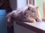 Q - Persian Kitten For Sale - 